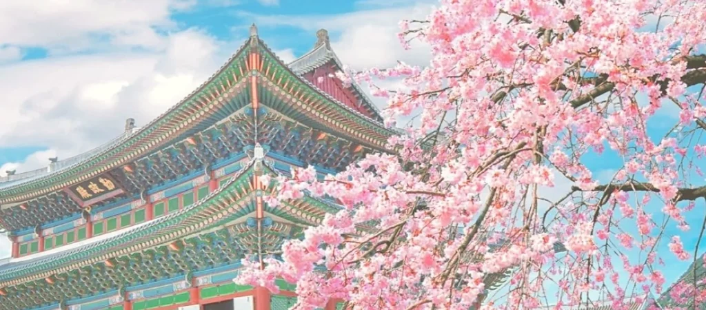 seoul-cerisier